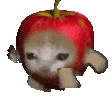 小猫